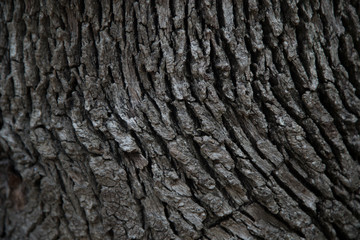 large longitudinal stripes on the bark of a centenary tree