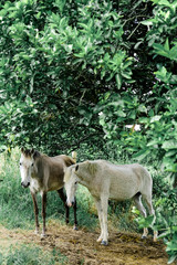 Fototapeta premium Colombia. Armenia. Two white beautiful horses under green trees