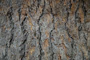 large longitudinal stripes on the bark of a centenary tree