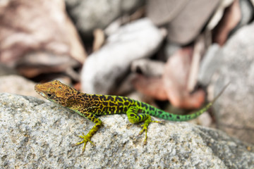 Naklejka na ściany i meble Anolis marmoratus, Leopard anole or Guadeloupean anole, colorful lizard on a rock, endemic species of guadeloupe Island in the caribbean lesser antilles