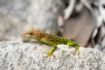 colorful lizard Anolis marmoratus, Leopard anole or Guadeloupean anole, endemic species of guadeloupe Island in the caribbean lesser antilles