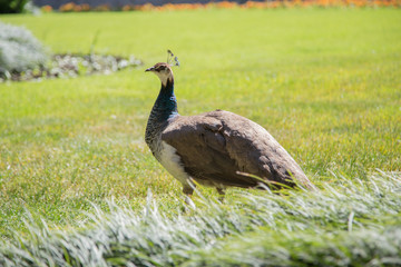 beautiful young peacock walks on a green colorful lawn near the house