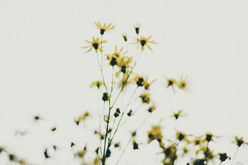 beautiful wild flowers in nature