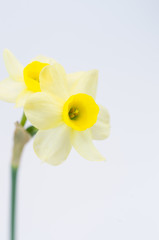 Naklejka na ściany i meble yellow daffodil in bloom still life