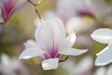 Tender white pink magnolia flowers close-up on a natural garden background. Floral natural spring seasonal background. A variety of magnolia Sulange.