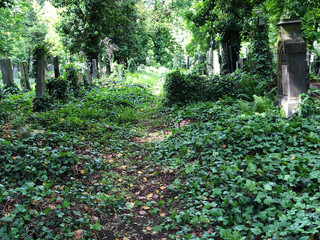 Ancient Gothic cemetery covered in green ivy