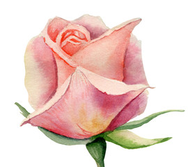 Hand painted watercolor pink and yellow rose bud isolated on the white background