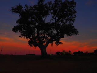 Encina en un atarder anaranjado en Castilla.