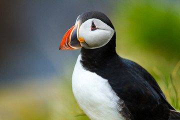 Naklejka premium Papageitaucher (Fratercula arctica) auf Island