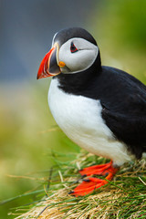 Papageitaucher (Fratercula arctica) in Island