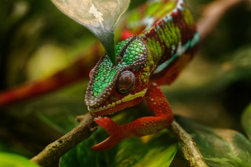 Panther Chameleon (Furcifer pardalis)