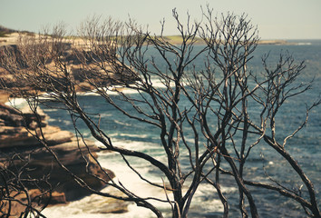 Burnt and blackened trees on coastal sandstone plateau at Cape Solander after a bushfire in Kamay Botany Bay National Park, Sydney, NSW, Australia. 