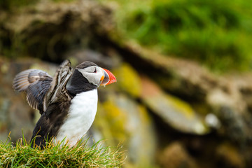 Papageientauer (Fratercula arctica) in Island