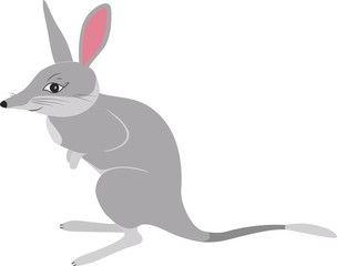 Vector illustration of bilby in cartoon simple flat style isolated on white background, label or card.