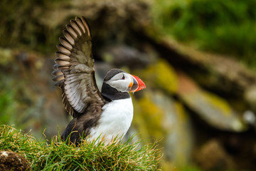 Papageitaucher (Fratercula arctica) auf Island