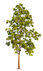 Fototapeta premium Tree isolated on a white background