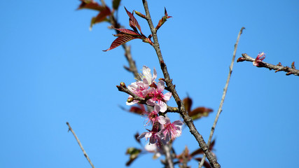 Pink flower