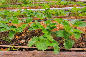 Farm strawberry trees 