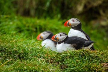 Papageitaucher (Fratercula arctica) in Island