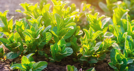 Fresh leaves of green young mint grow in the garden on a sunny day. Natural wallpaper. Aromatherapy. Selective focus.