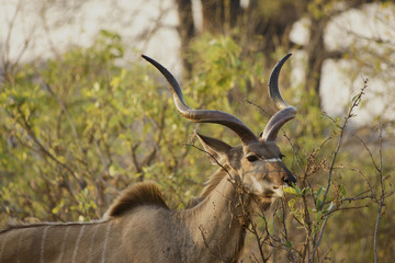 African Greater Kudu Tragelaphus Strepsiceros