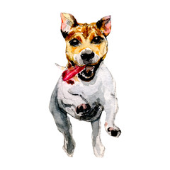 watercolor jack russell
