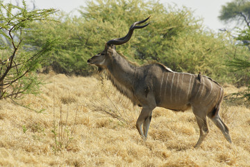 African Greater Kudu Tragelaphus Strepsiceros