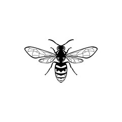 wasp  icon