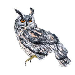watercolor eagle owl with claws and colorful plumage