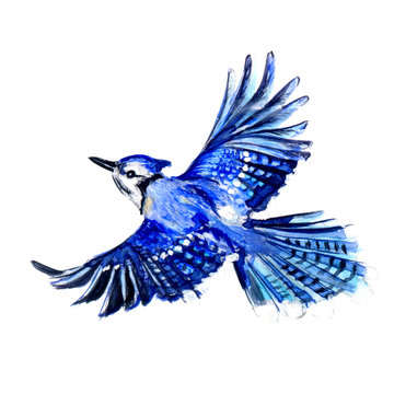 blue watercolor bird jay in flight