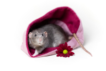 Flower Rat