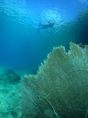 Fototapeta na wymiar snorkel curacao island caribbean sea