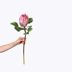 Protea pink flower in hand on a white background