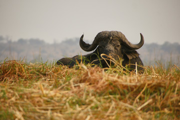 African buffalo looking straight at the camera