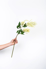 white flower in hand on a white background