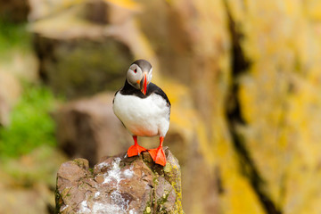 Papageitaucher (Fratercula arctica) auf Island