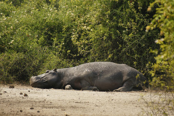 Fototapeta premium Wild hippo hippopotamus Safari Nature Reserve Botswana Africa