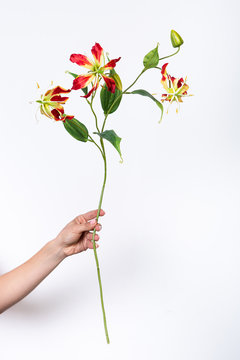 red gloriosa flower in hand on a white background