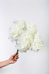 white peony flower in hand on a white background