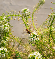 Bee collecting nectar from flowers