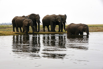 Fototapeta premium Elephants in a Safari Nature Reserve Africa