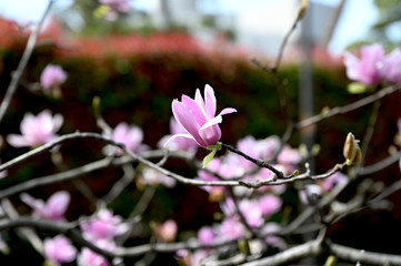 Obraz premium 春の千鳥ヶ淵緑道で咲く 色鮮やかなピンク色のサクラモクレンの花