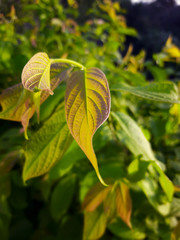Green leaves