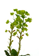 Euphorbia virgata isolated on white background.