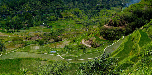 Fototapeta na wymiar rice field terraces in the area of banaue,in Philippines 