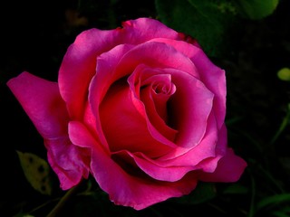różowa róża na ciemnym tle