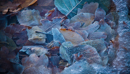 frozen leafs in water