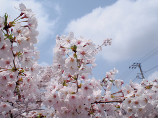 Tokyo Townscape in Spring