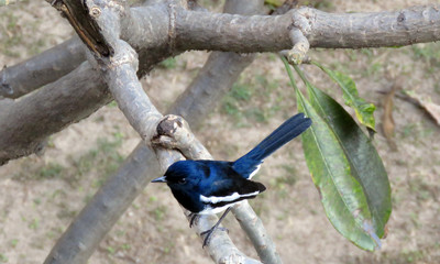 Bird near a river