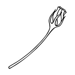 GENTIAN FLOWER IN VECTOR